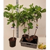 arr8 Ficus Carica