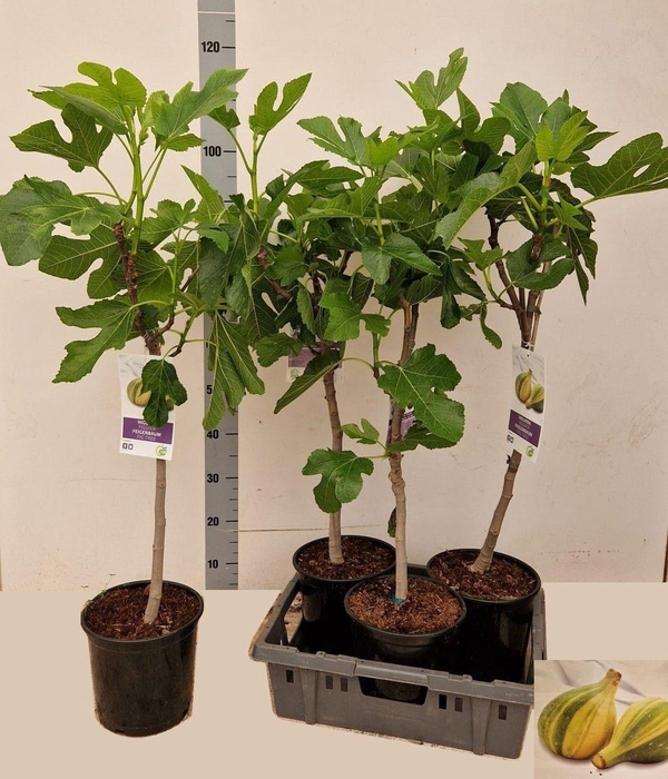 arr8 Ficus Carica