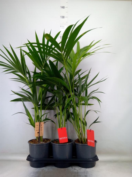 <h4>Howea forsteriana</h4>