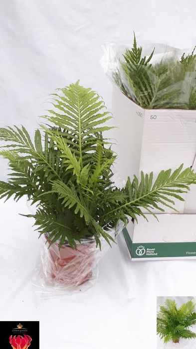 <h4>BLECHNUM SILVER LADY</h4>