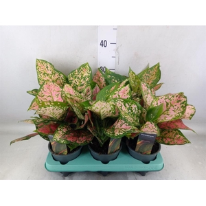 Aglaonema   ...
