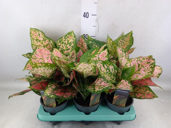 <h4>Aglaonema   ...</h4>