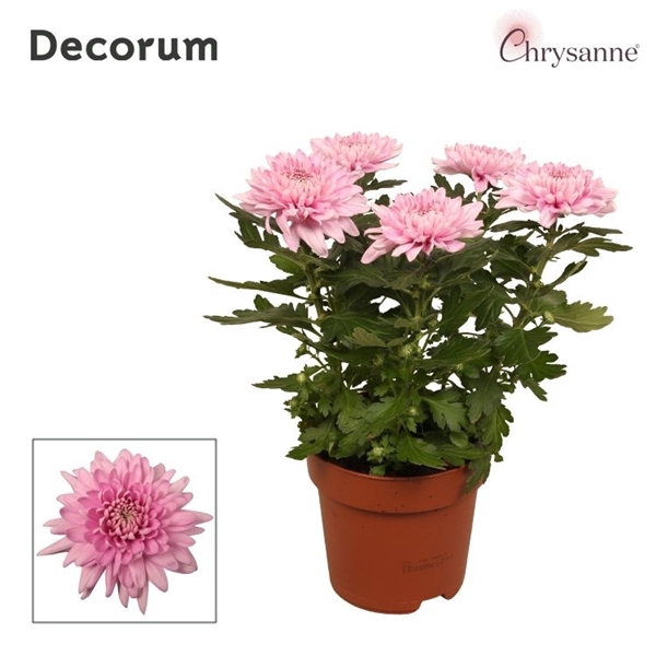 <h4>Chrysanne Zembla 6 pp Pink</h4>