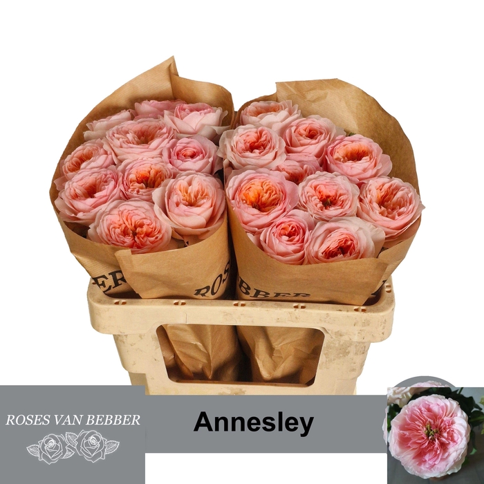 <h4>R GR ANNESLEY!</h4>