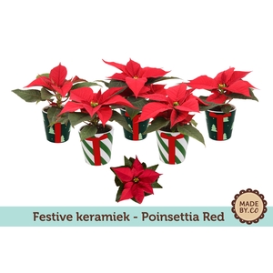 Euph. Poinsettia Mini Red in Festive Christmas Keramiek