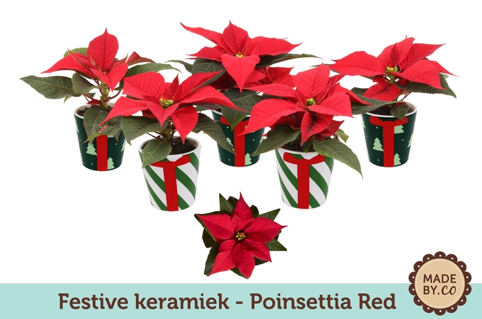<h4>Euph. Poinsettia Mini Red in Festive Christmas Keramiek</h4>