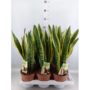 Sansevieria trifa. 'Laurentii'
