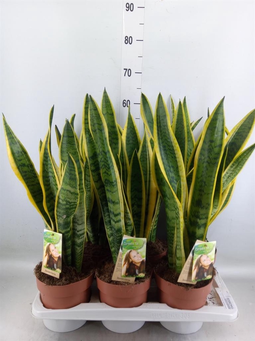 <h4>Sansevieria trifa. 'Laurentii'</h4>