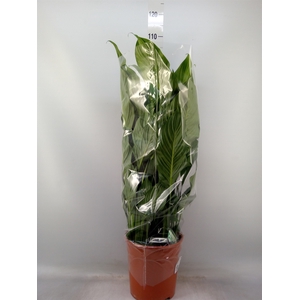 Spathiphyllum  'Sweet Lauretta'