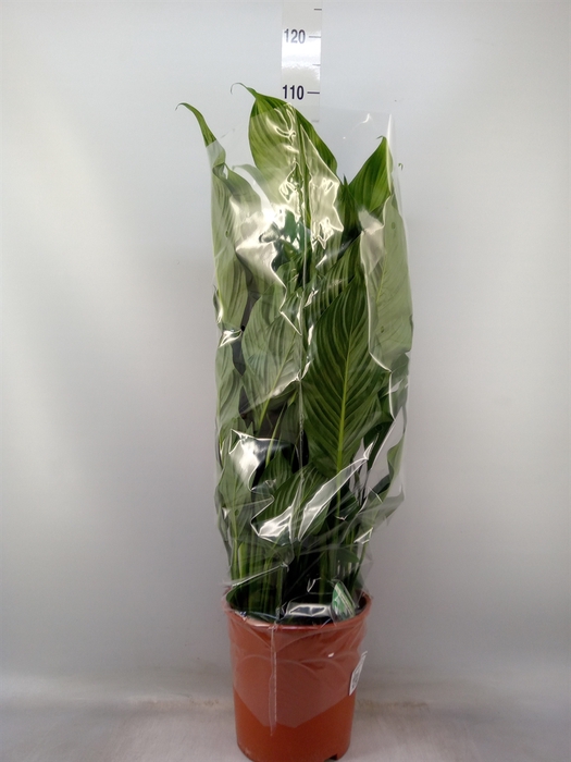 <h4>Spathiphyllum  'Sweet Lauretta'</h4>