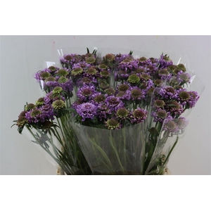 Scabiosa Atro Pink Peppermint Bon Bon Scoop