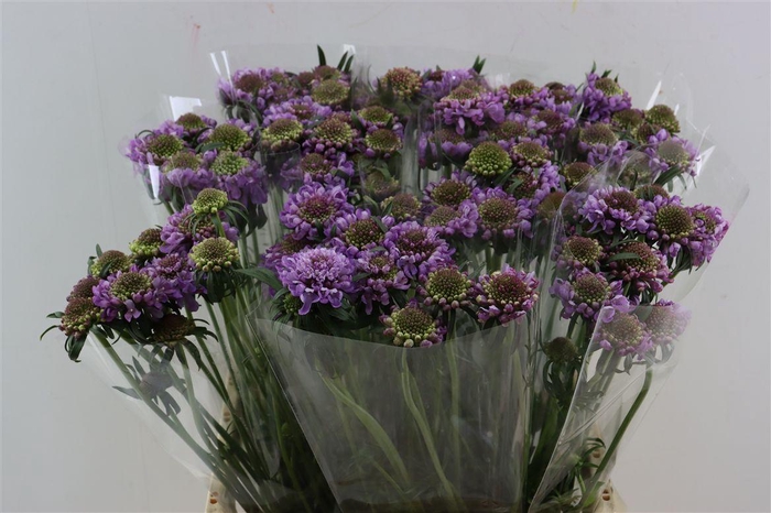 <h4>Scabiosa Atro Pink Peppermint Bon Bon Scoop</h4>