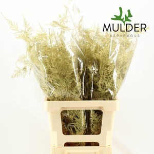 Asp KLB H% M. Getopt Gold