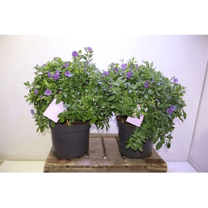 arr8 Solanum Ra Blue Foun