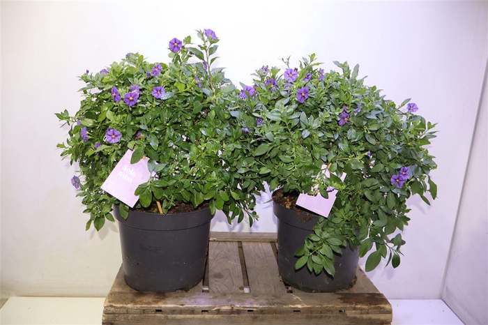 <h4>arr8 Solanum Ra Blue Foun</h4>