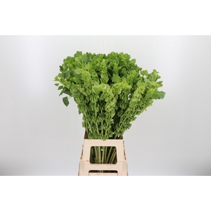 Moluccella