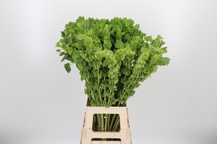 <h4>Moluccella</h4>