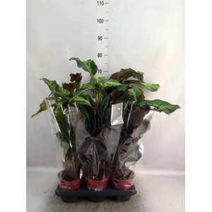 Calathea  'Confusion Electric Shoc'