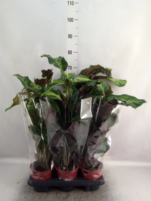 <h4>Calathea  'Confusion Electric Shoc'</h4>