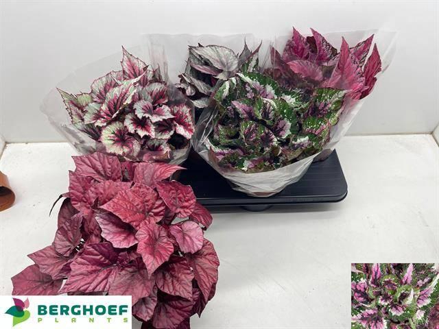 <h4>BEG BEL GEM</h4>