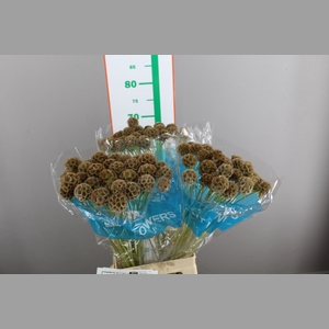 SCABIOSA BAL