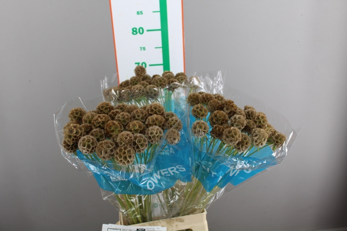 SCABIOSA BAL