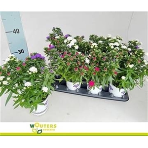 ASTER SHOWM GEM