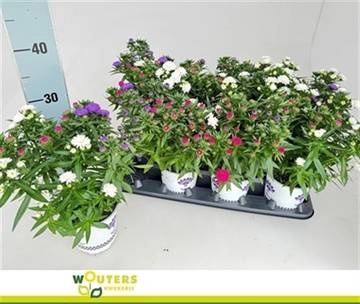 <h4>ASTER SHOWM GEM</h4>