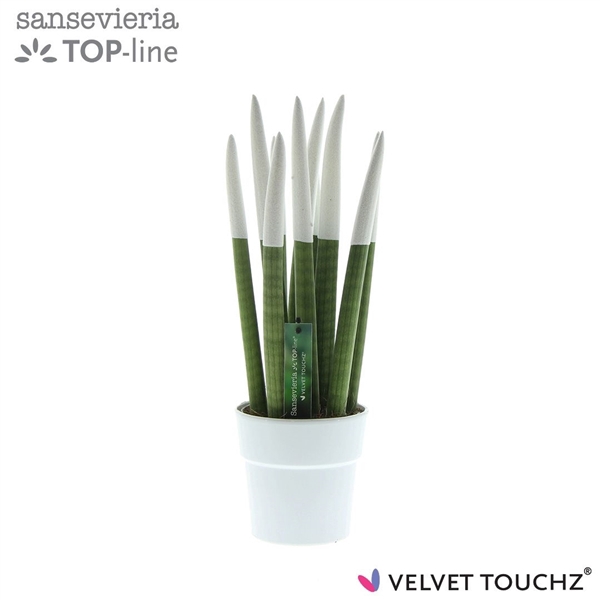 <h4>Sansevieria VELVET TOUCHZ® Wit in keramiek Edel</h4>