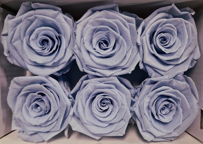 Ro Pres Classic Lavender