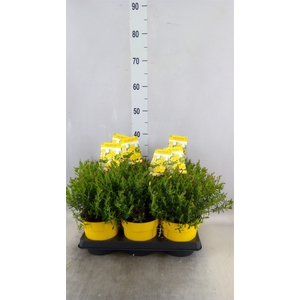 Halimium umbellatum