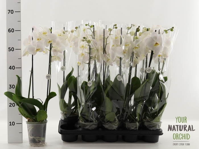 <h4>PHAL OV WIT</h4>