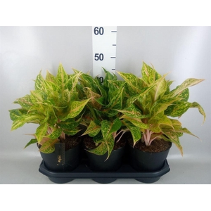 Aglaonema   ...