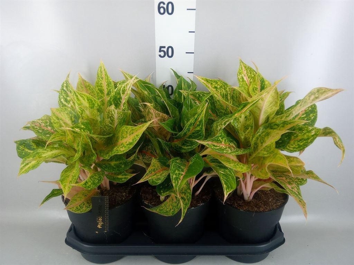 <h4>Aglaonema   ...</h4>