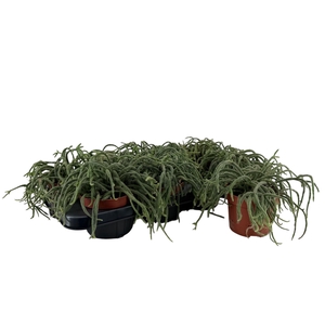 RHIPSALIS BACCIFERA