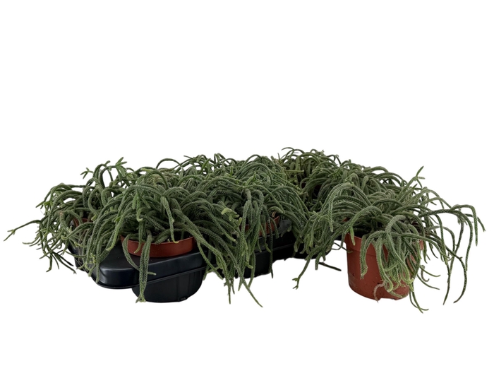 <h4>RHIPSALIS BACCIFERA</h4>