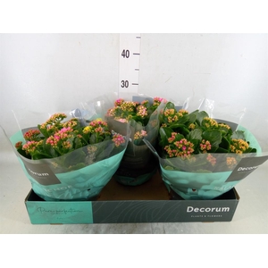 Kalanchoe blos.   ..rosebud mix/pot
