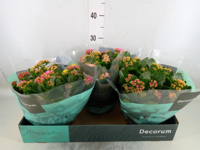 <h4>Kalanchoe blos. ..rosebud mix/pot</h4>