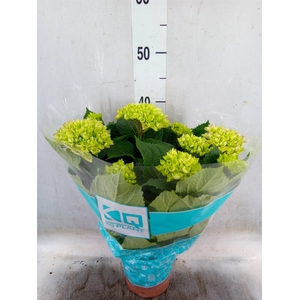 Hydrangea mac. 'Hi River'