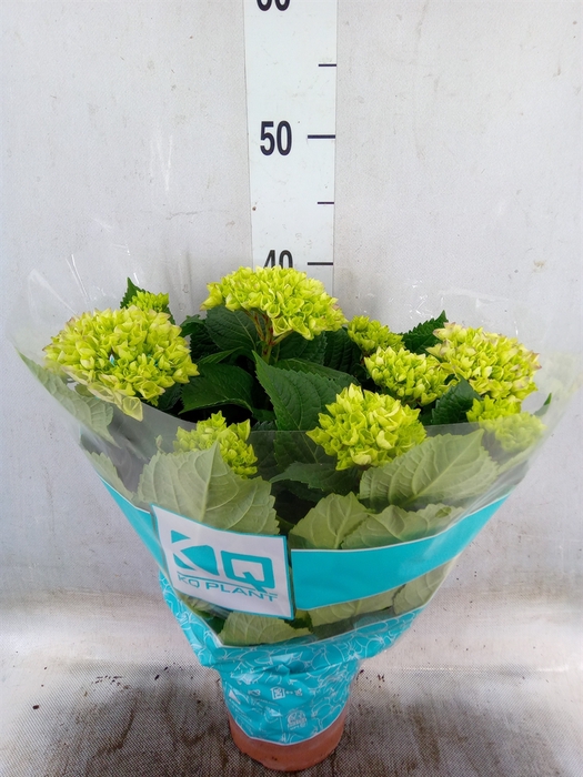 <h4>Hydrangea mac. 'Hi River'</h4>