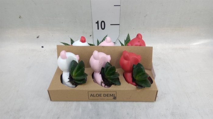 <h4>Succulents   ...</h4>