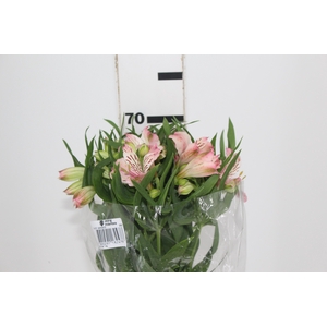 ALST. PAPILLON 070 CM ROSA