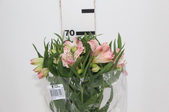 <h4>ALST. PAPILLON 070 CM ROSA</h4>