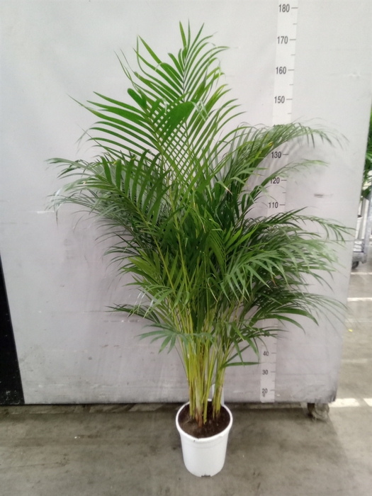 <h4>Dypsis lutescens   ...Chrysalidoca</h4>