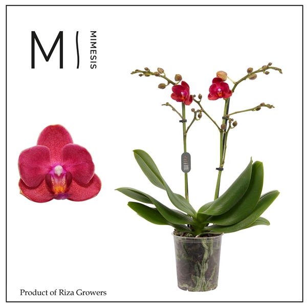 <h4>Mimesis Phal. Cute Holly 15 - 2 spike 9cm</h4>