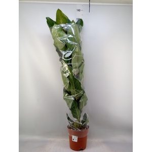 Ficus benghalensis 'Joy'