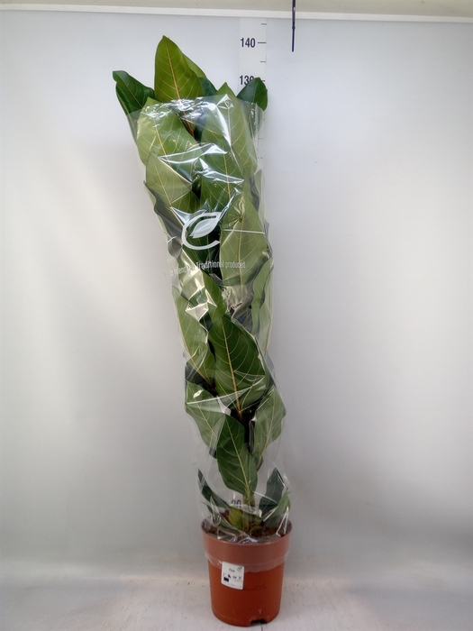 <h4>Ficus benghalensis 'Joy'</h4>