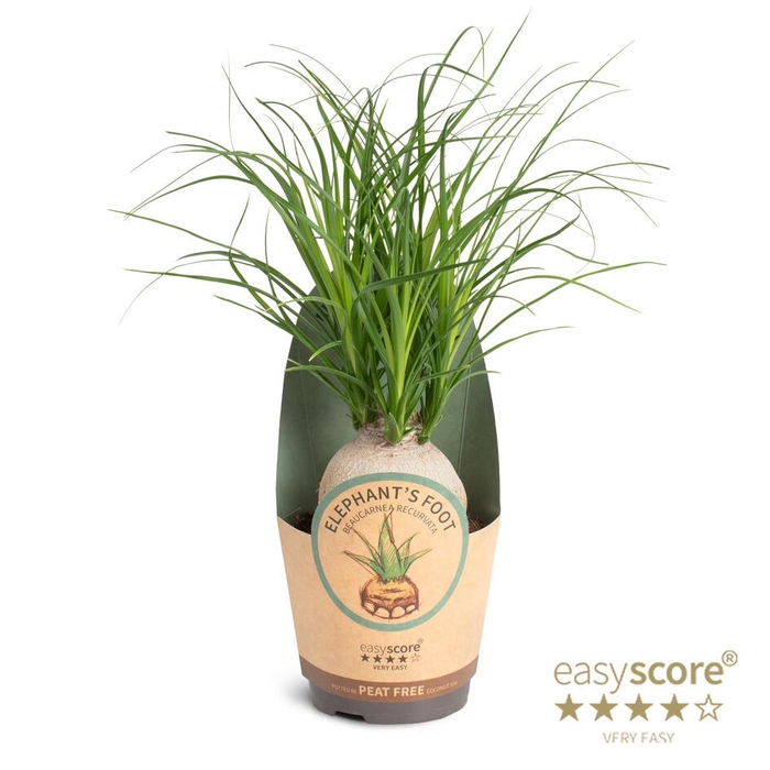 BEAUCARNEA RECURVATA P11