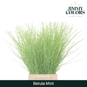 Betula L60 Mint