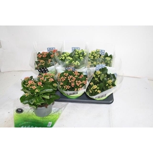 KAL GE GEM 5 KL